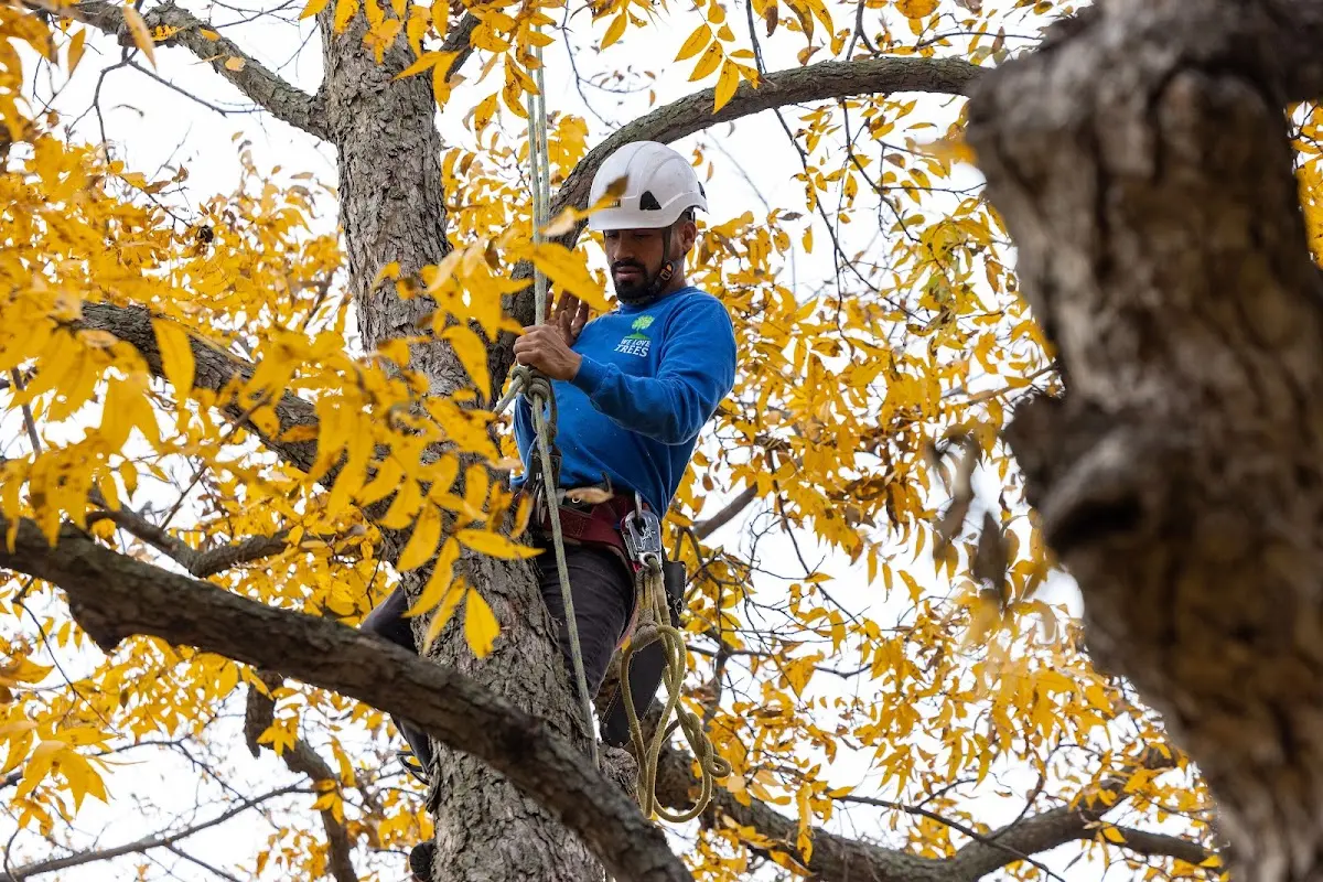 Skilled Tree Trimming crew working in Lamar